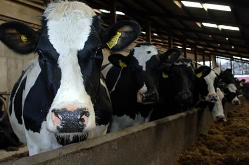 Farm Images